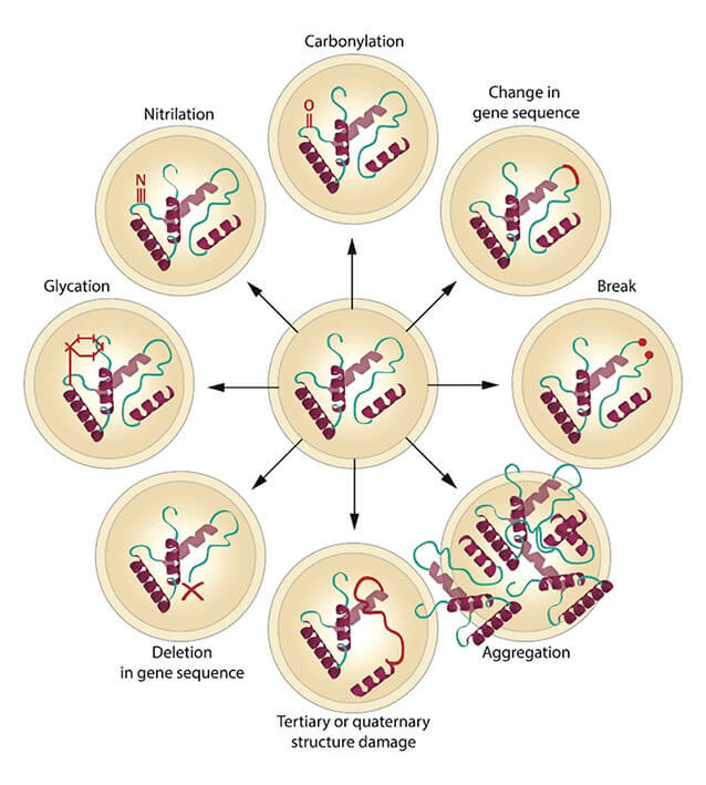 macromolecular damage