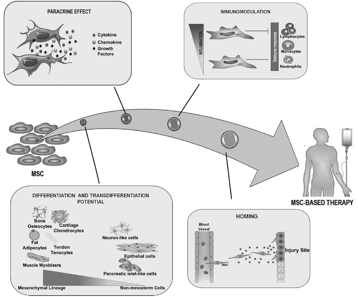 Effects of Mesenchymal Stem Cells MSC