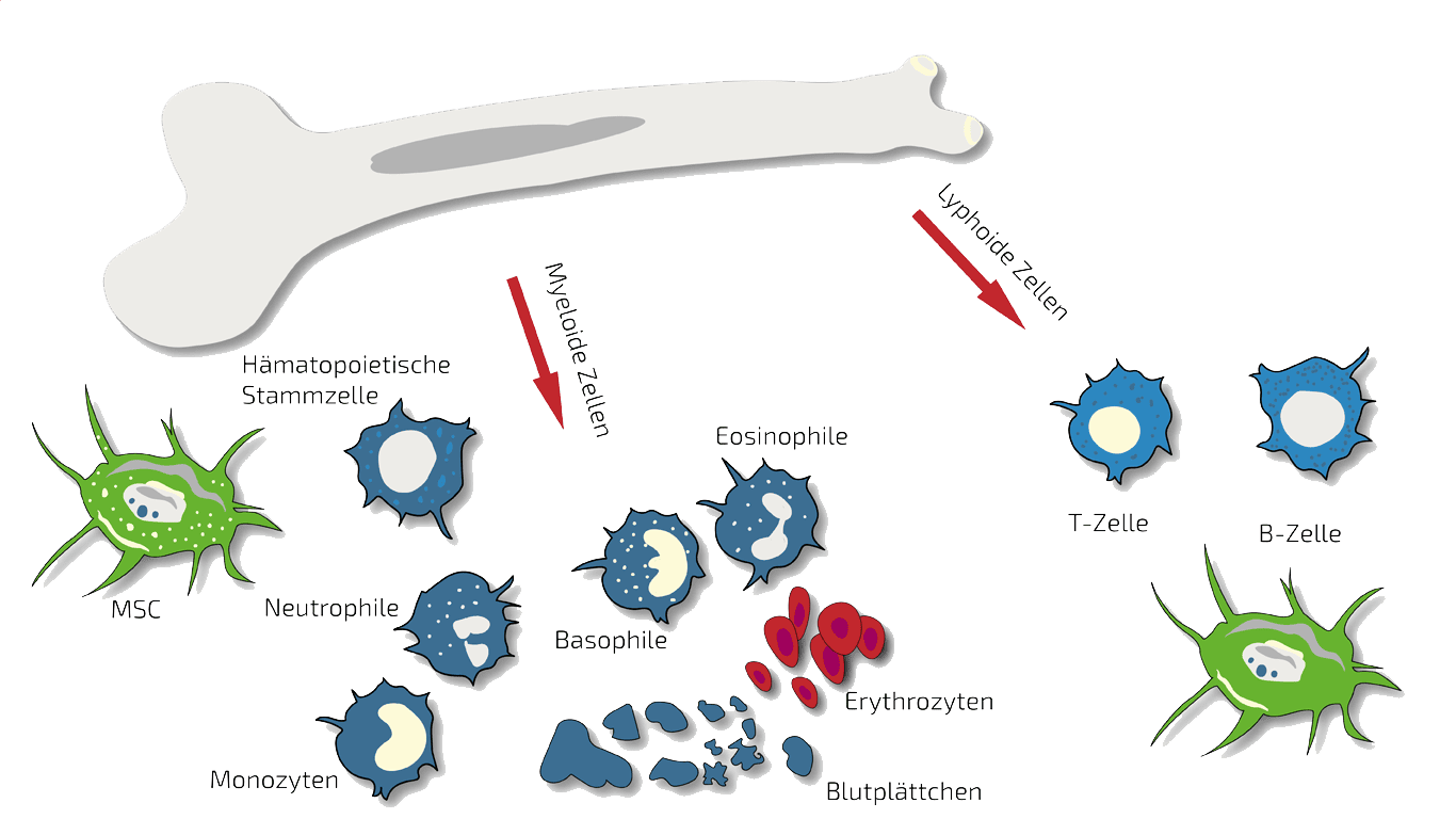BMC-bone-marrow-concentrate-therapy | Germany BMC-bone-marrow-concentrate-therapy | Germany