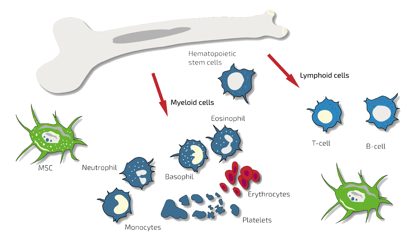 BMC bone marrow concentrate stem cells | Germany