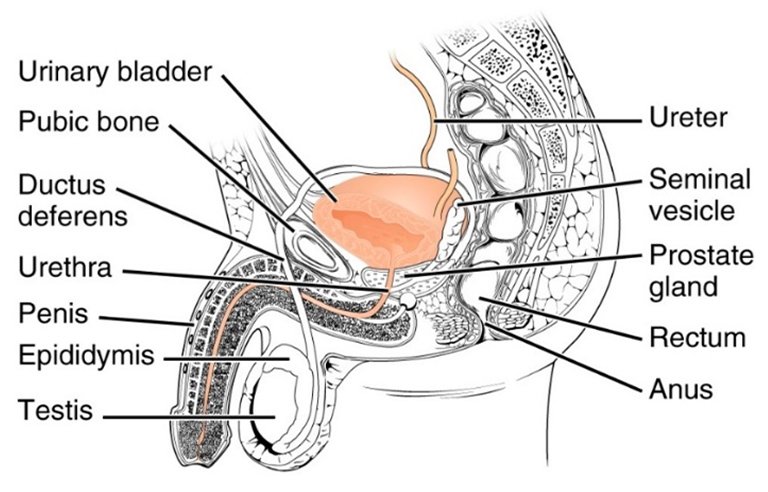 PRP-platelet-rich-plasma-therapy | Germany