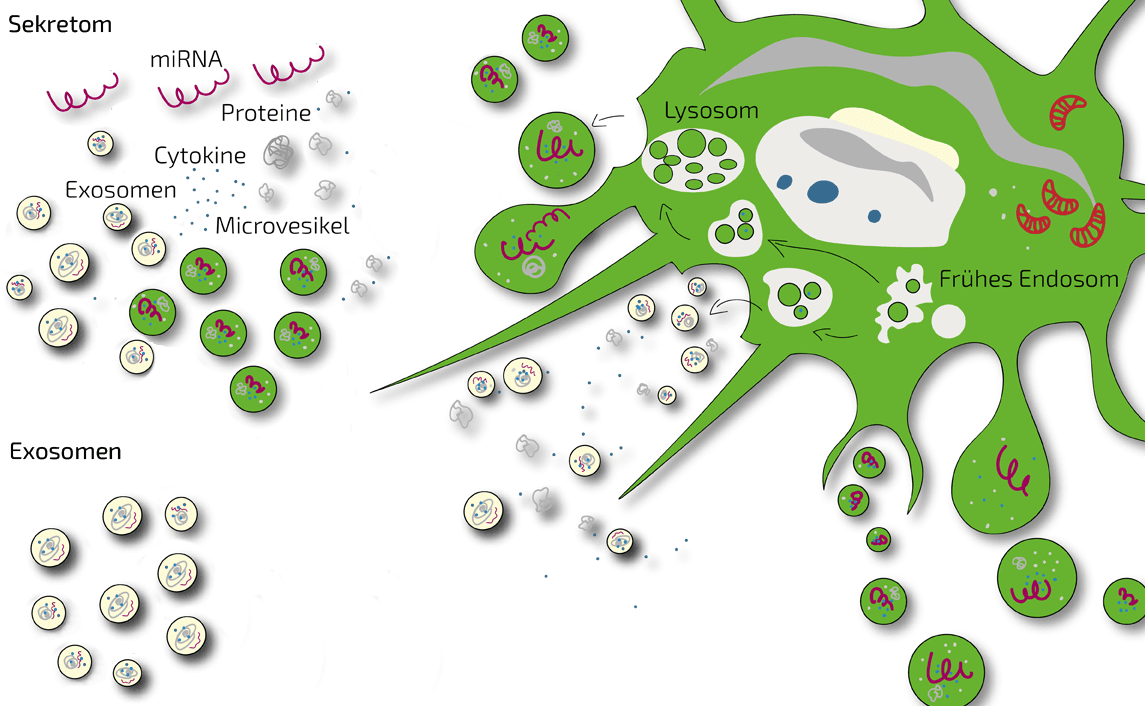 Vergleich MSC Sekretom - Exosomen | Deutschland