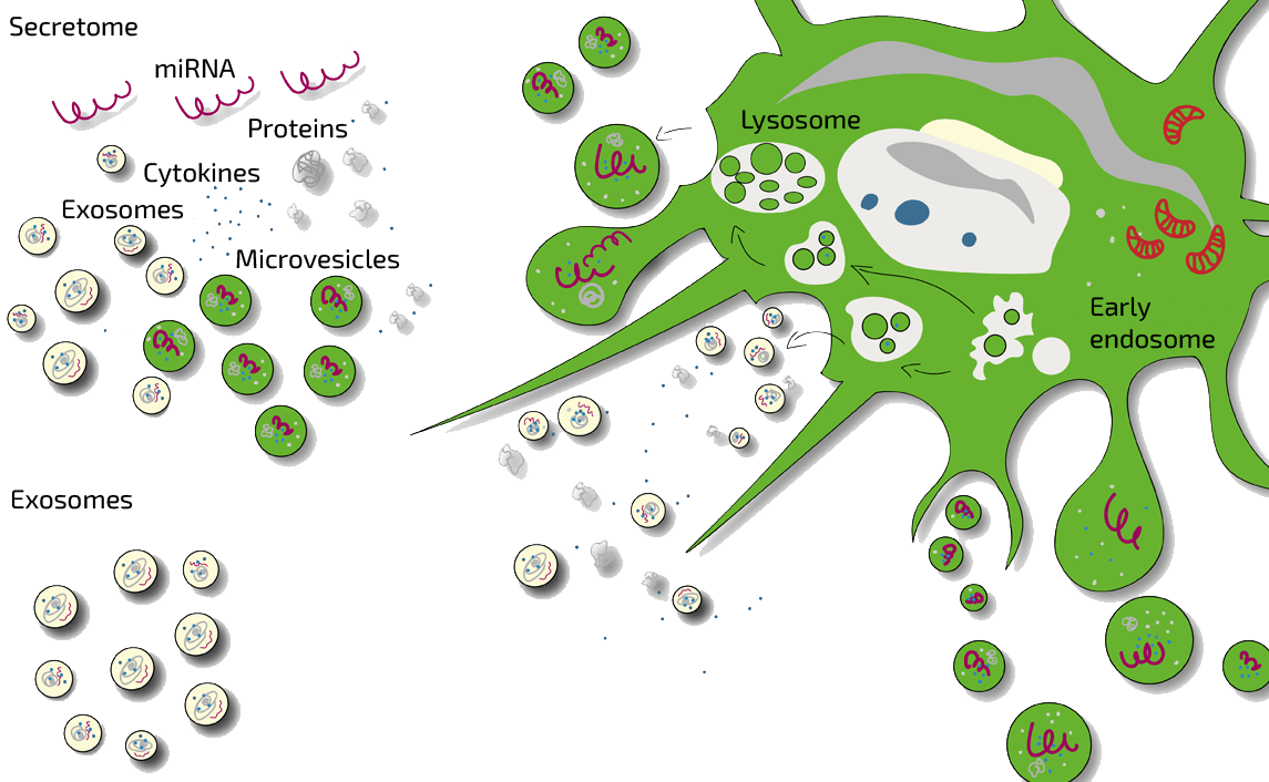 stem-cells-therapy-comparison-secretome-exosome | ANOVA IRM |Germany