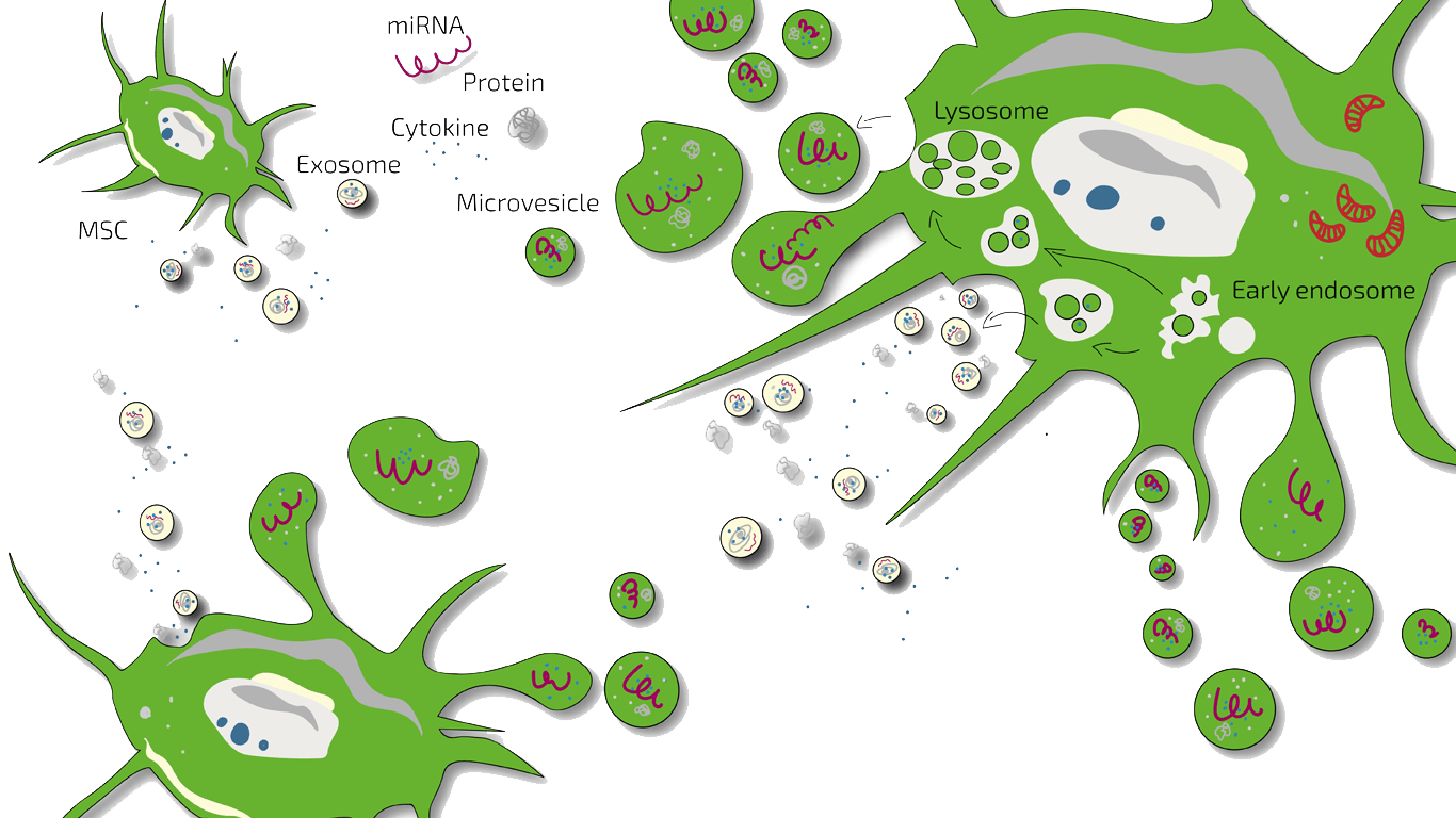 MSC-stem-cell-secretome-exosomes-therapy  ANOVA IRM |Germany