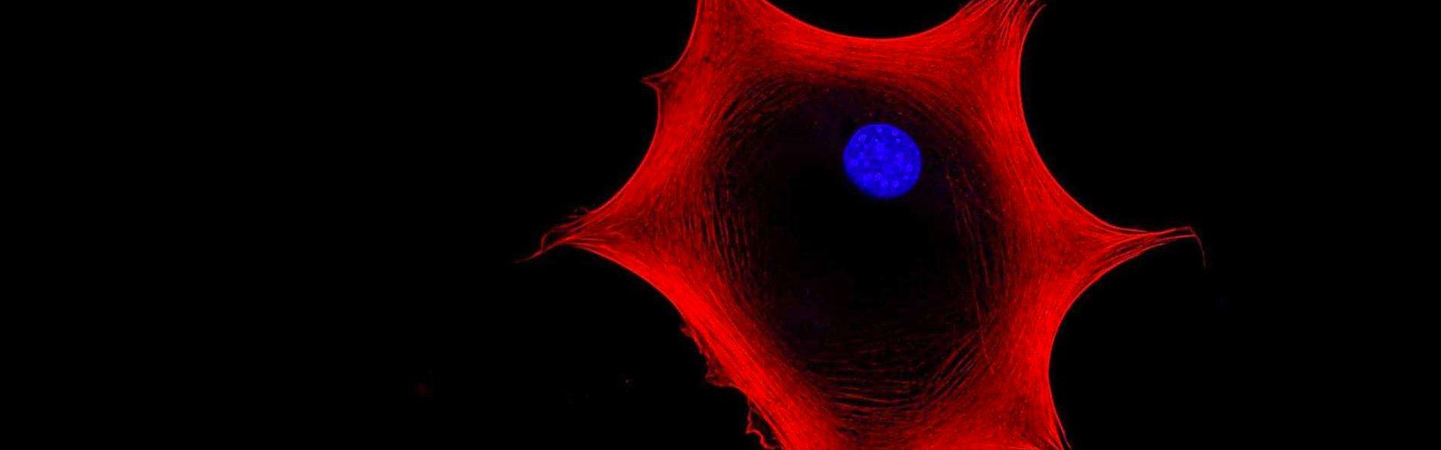 Sportliche Höchstleistungen