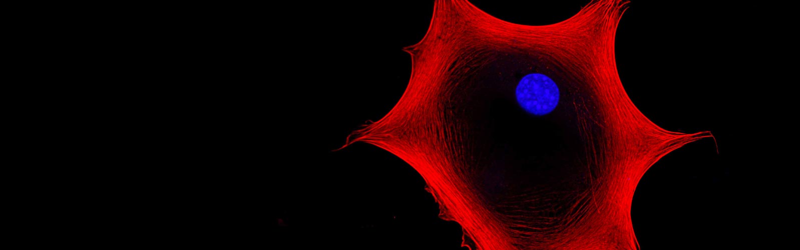 anova institute for regenerative medicine - mesenchymal stem cells msc